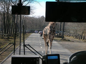 Giraffe, dead ahead!!