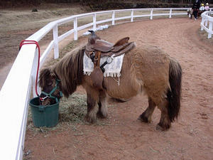 Marlo the pony