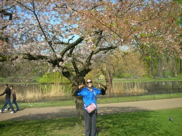 Cherry Blossom in St James Park