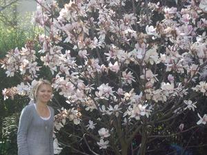 Magnificent magnolias
