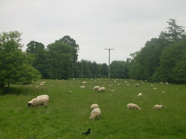 Fields of sheep