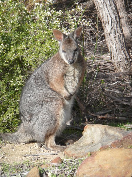 Not a kangaroo... a wallaby