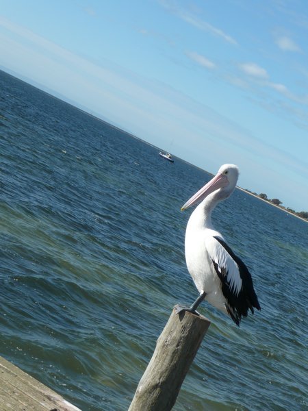 Pelicans- Kingscote