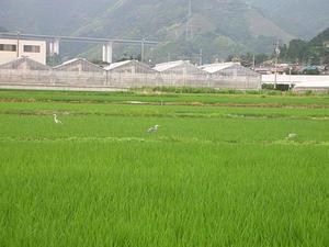 Rice Paddies in Asabata