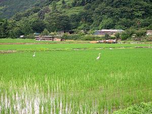 Rice Paddies in Asabata