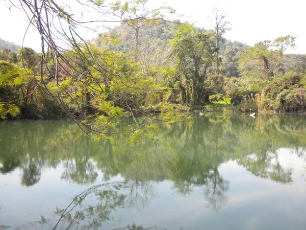 Jungle Pond