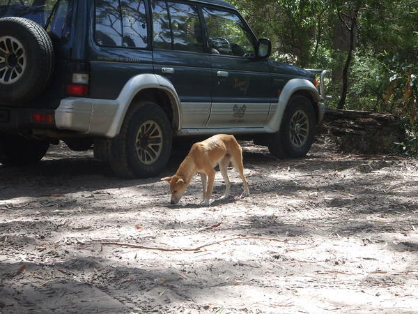 Wild Dingo, Fraser Island