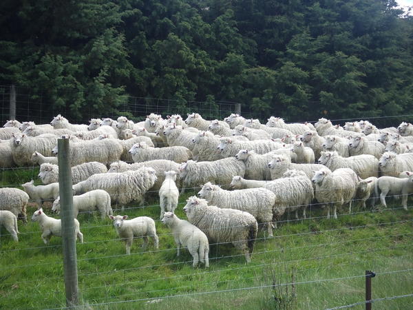 New Zealand Lamb.