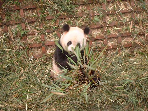 Mmmmmmm Bamboo!