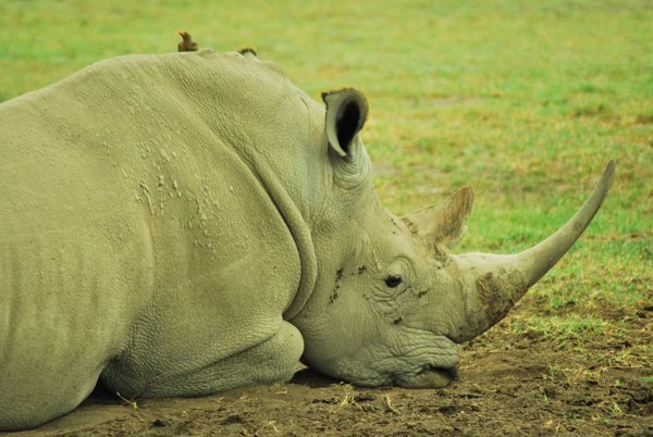 White rhino - this guy barely moved a muscle despite us being only a few metres away and a starling constantly nibbling on his balls