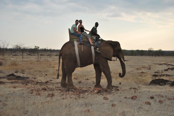 Elephant back safari