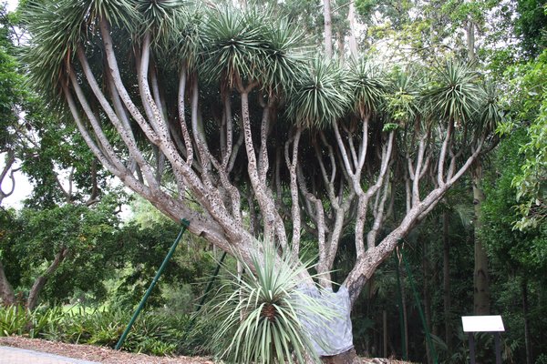 Dragon tree, Botanical gardens, Brisbane