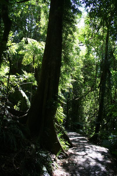 Rainforest, Dorrigo