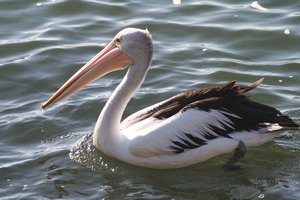 Pelican, Port Macquarie
