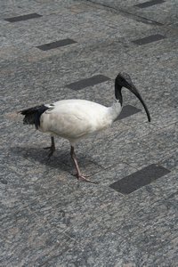 Ibis shopping in the Mall