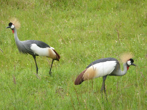 Cranes - Ugandan national symbol
