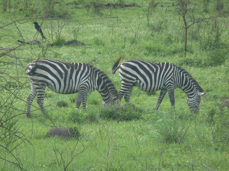 Zebras, in the wild!