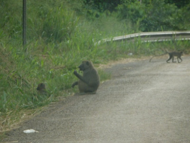 Baboons and monkeys in the road