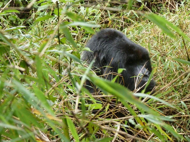 Rwandan mountain gorilla!