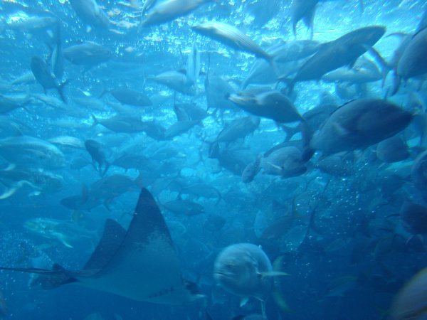 Aquarium d' Atlantis absolument gigantesque et fascinant