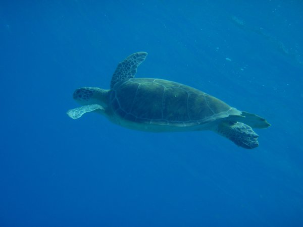 On plonge vers l'arrière de la tortue, elle nous apperçois et elle commence a nager avec nous