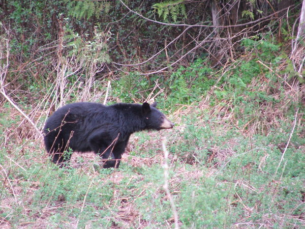 Black Bear 
