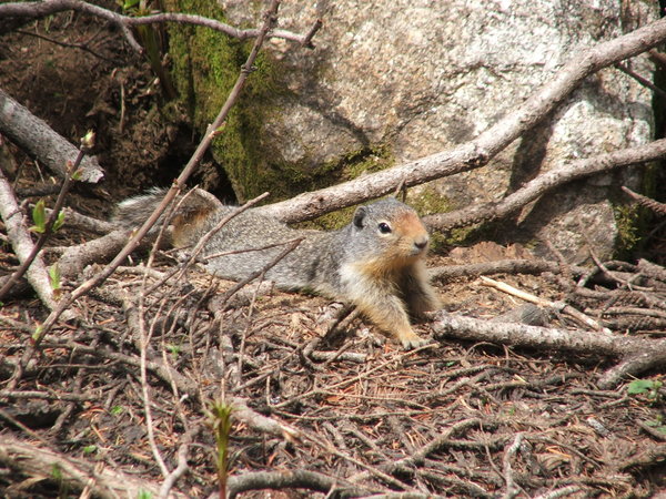 Young ground squirrel