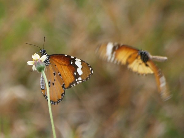Butterflies - A Symbol of Hope