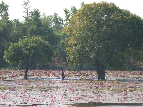Lotus Flowers on Lake