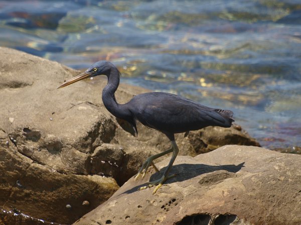 A Pacific Reef Egret