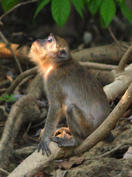 Macaques monkey 2
