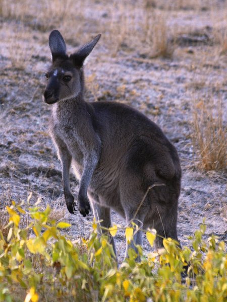 First Sighting of a Kangaroo