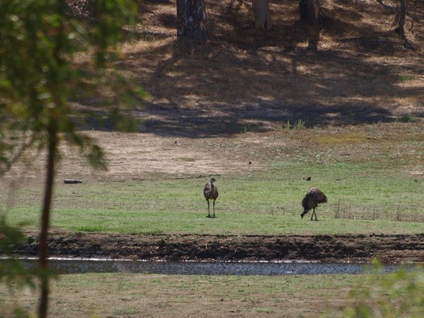 Emu in the Distance