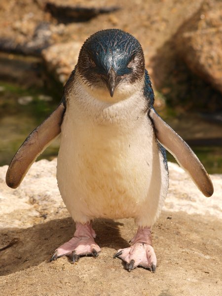 Ah (Penguin 5)