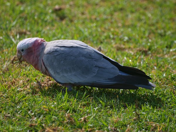 Galah Visiting at Breakfast