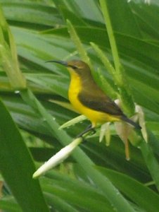 Yellow-Bellied Sunbird