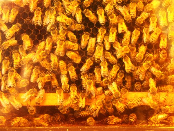 Kurandan Honey Production