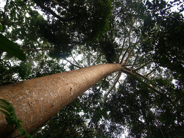 Small Kauri Tree at Only 30m High