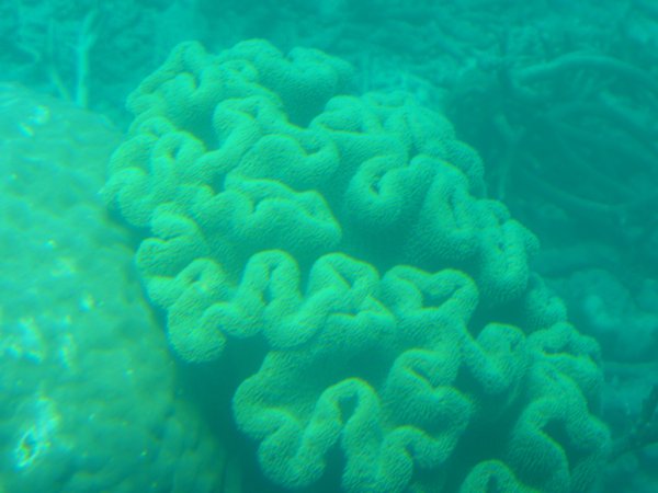 Attractive Coral