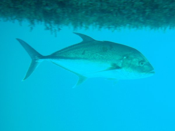 Large Fish Under Pontoon