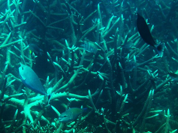 More Fish in the Stag Coral