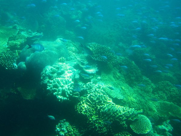 Typical Reef Scene