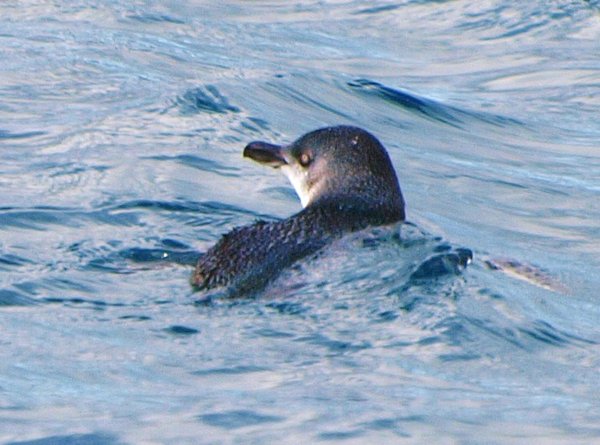 A Blue Penguin Swims By