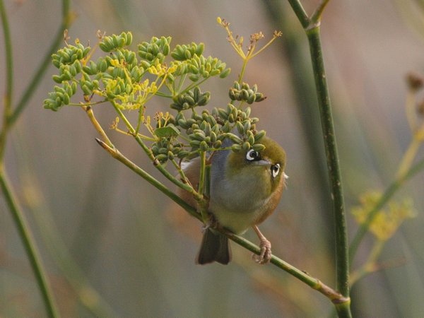 The Early Bird - Locally Known as a Waxeye