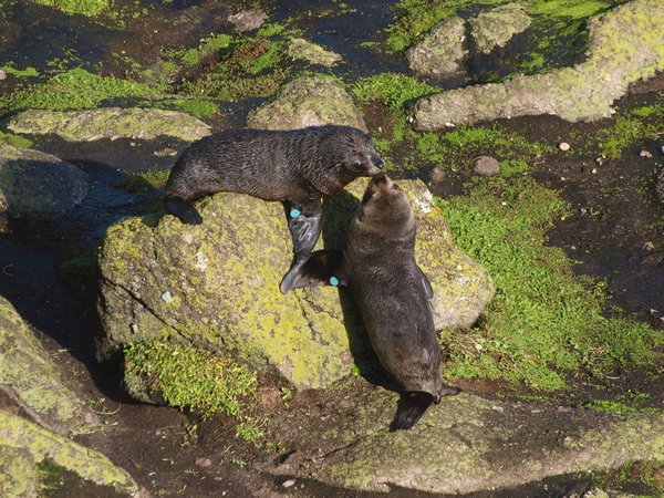 Seal Colony - Kissing!