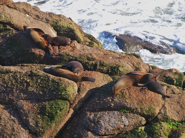 Seal Colony - suckling