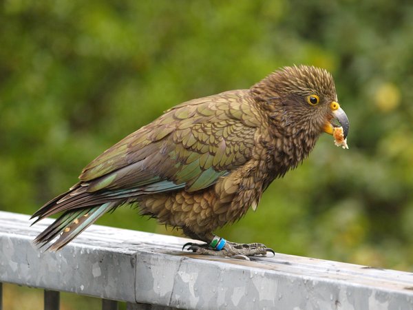 Kea - New Zealand's Mountain Parrot