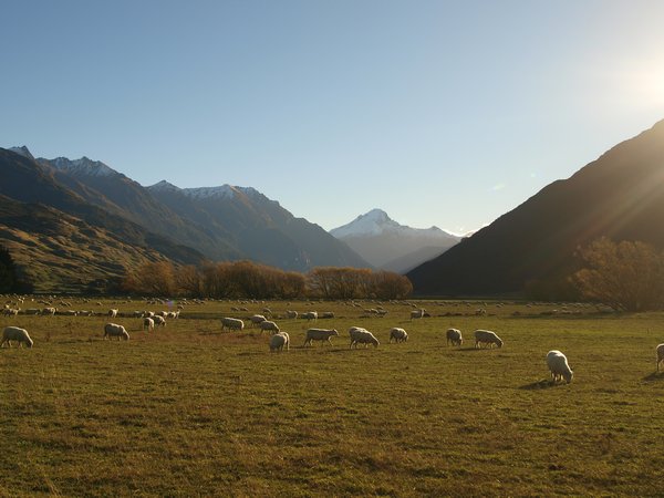 Sheep on the Campbell Flats