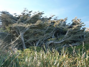 Windswept Trees