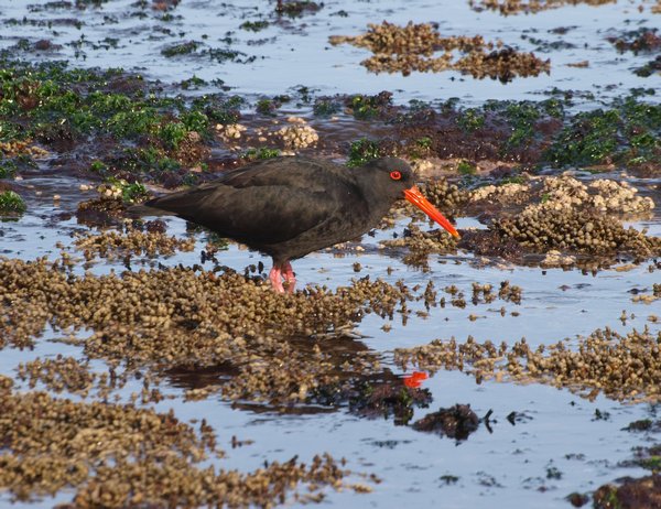 Sooty Oystercatcher at Curio Bay